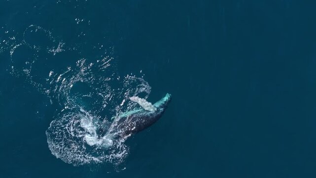 Humpback Whale, Costa Rica