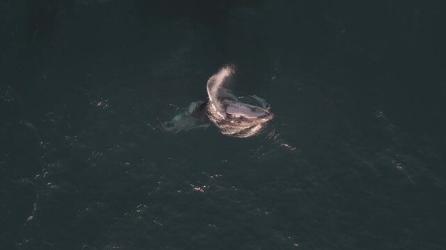 Humpback Whale, Costa Rica