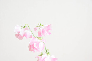 ピンクのスイートピー