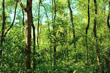 Protected ecological carbon capture mangrove