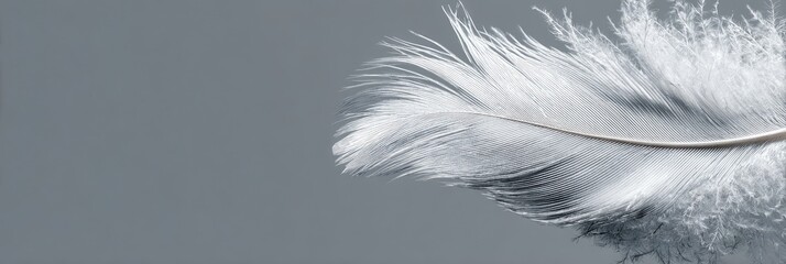 Single white feather on grey background