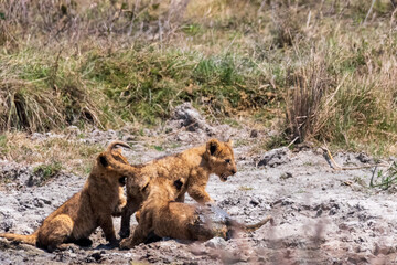 Telephoto of a group of small lion cubs -Panthera Leo- being playful in the Ngorogoro Crater, Tanzania