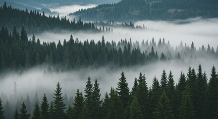 A dense coniferous forest stretches across rolling hills, shrouded in thick fog. The misty layers create a soft, serene atmosphere