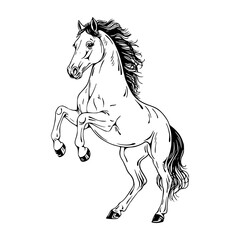 detailed horse drawing on hind legs