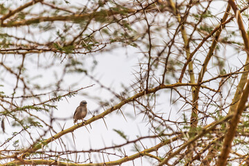 Telephoto of a Grey-backed Camaroptera -Camaroptera brevicaudata- standing on a branch of an acacia tree in the Serengeti, Tanzania