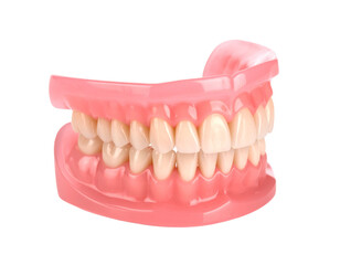 Obraz premium A 3D model of a full dental arch with a realistic gum base, illustrating a healthy set of teeth.