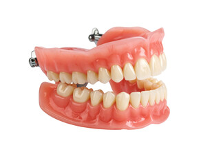 Obraz premium A 3D model of a full dental arch with a realistic gum base, showing the complete set of teeth.