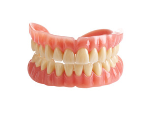 Obraz premium A 3D model of a full upper dental arch, showing the detailed structure of the gums and teeth.