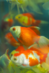 Colorful goldfish swimming in a vibrant aquarium environment