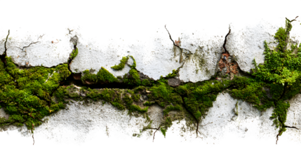 Mossy Stone Wall Detail, isolated on transparent background