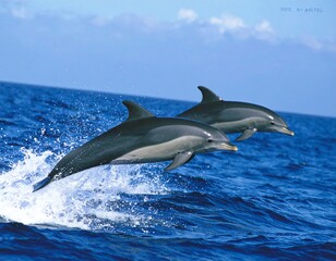Fototapeta premium dolphin