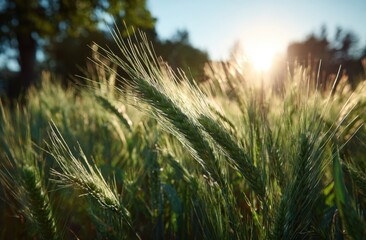 Lush green field with tall grasses swaying in the breeze under a bright sky during daytime