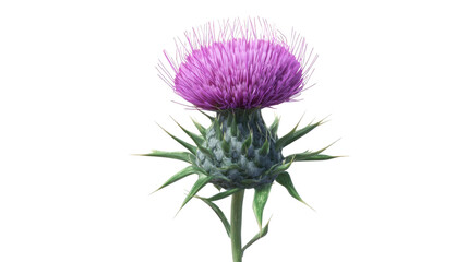 Closeup of a Purple Thistle Flower with Spiky Green Leaves on Transparent Background