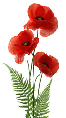 Fototapeta premium Three Red Poppies with Green Fern Fronds on Black Background Floral Arrangement