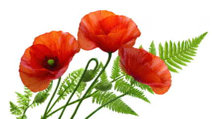 Three Red Poppy Flowers with Green Fern Leaves on Transparent Background