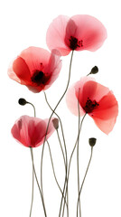Translucent Pink and Red Poppy Flowers Arrangement on Black Background Botanical Still Life