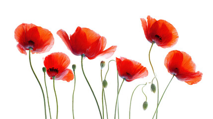 Naklejka premium Vivid Red Poppies with Stems and Buds on a Black Background