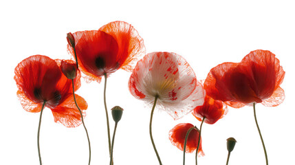 Vivid Red and White Poppy Flowers with Buds on Transparent Background, Backlit Blossoms