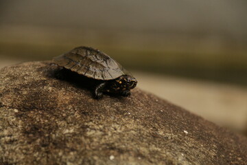 A beautiful Tortise in my Home Garden, Sri Lanka 