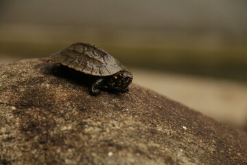 A beautiful Tortise in my Home Garden, Sri Lanka 