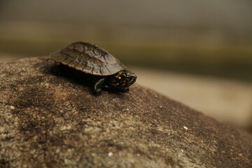A beautiful Tortise in my Home Garden, Sri Lanka 