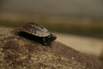 A beautiful Tortise in my Home Garden, Sri Lanka 