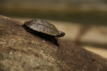 A beautiful Tortise in my Home Garden, Sri Lanka 
