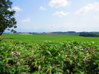 Obraz premium Biei, Hokkaido, Japan - Diorama Effect