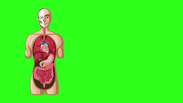 Animated Breakdown of Human Digestive System Anatomy