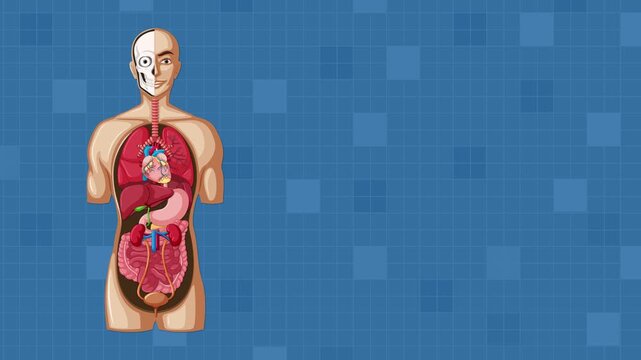 Animated Blood Flow Pathway Through the Human Heart