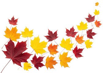 Curved line of colorful autumn maple leaves fall isolated on a transparent background