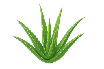 Fototapeta premium Green aloe vera plant with transparent background