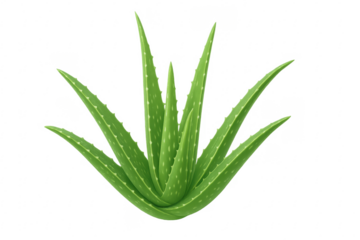Green aloe vera plant with transparent background
