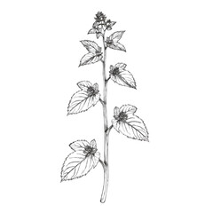 Detailed hand-drawn illustration of a plant stem with leaves and flowers.