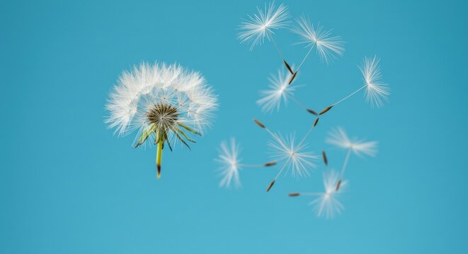 A close-up shows a dandelion in seed, some seeds floating away. It's set against a solid, bright blue background with a shallow depth of field