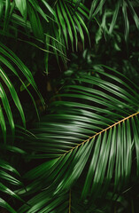 Folhas de palmeira tropicais em fundo verde exuberante