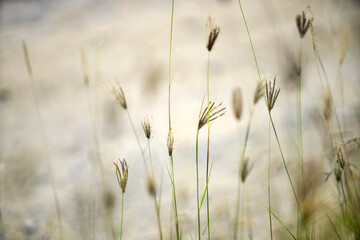 Delicate Grass Blades Growing in a Soft Natural Landscape Setting