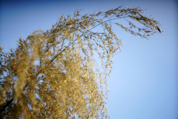 Golden Grass Blades Against Clear Blue Sky During Late Afternoon Light