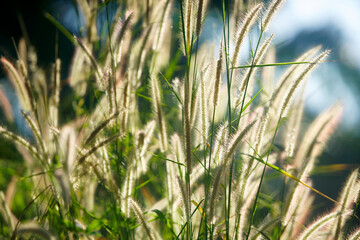 Soft Sunlight Illuminating Delicate Grass Blades in Nature's Beauty