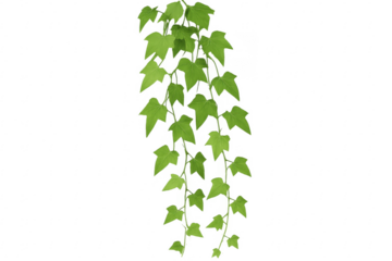 Hanging ivy branches with transparent background for easy integration