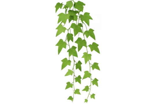 Hanging ivy branches with transparent background for easy integration