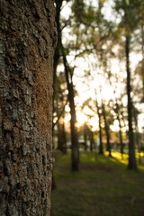 naturaleza, paisaje, atardecer