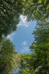 Looking up at green forest canopy to blue sky, lush spring foliage, nature background and eco concept.