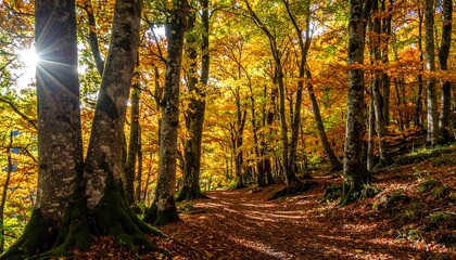 Sunlit Golden Autumn Forest