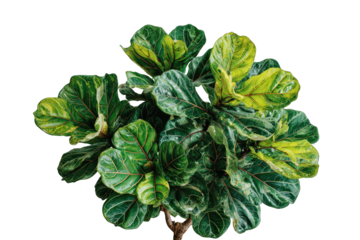 Lush, vibrant ficus plant with variegated leaves.  Close-up, showing intricate leaf patterns and rich colors against a black background