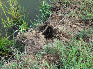 green grass in the garden.