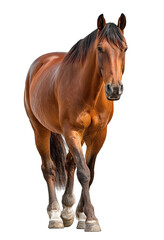 Obraz premium Brown horse in profile, walking