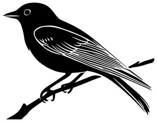 Robin bird silhouette drawing