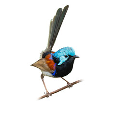 Male Variegated Fairywren perched with bright blue crown and long upright tail