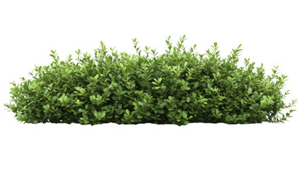 Obraz premium Grass isolated on white background